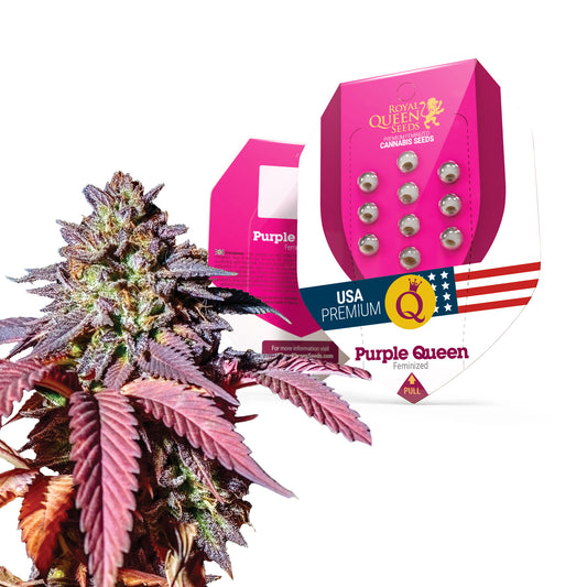 Royal Queen Seeds Purple Queen