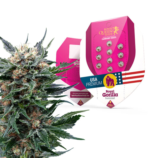Royal Queen Seeds Royal Gorilla