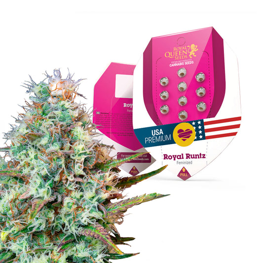 Royal Queen Seeds Royal Runtz