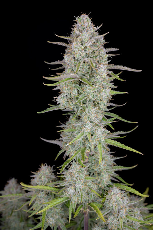 Wedding Cheesecake Auto Feminised Seeds