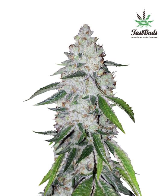 West Coast O.G. Auto Feminised Seeds