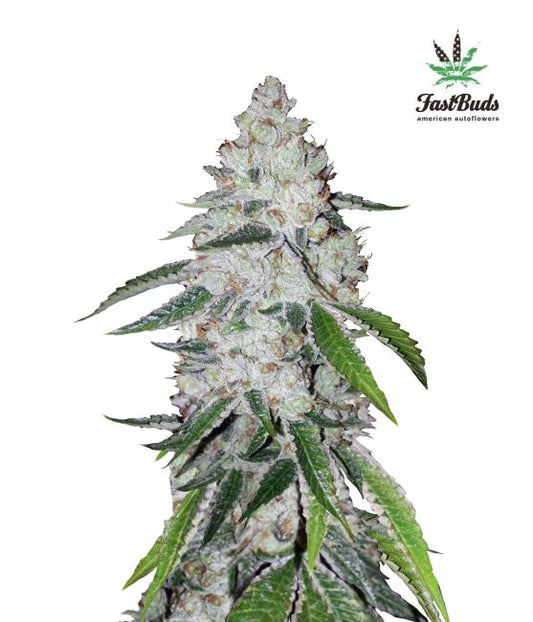 West Coast O.G. Auto Feminised Seeds