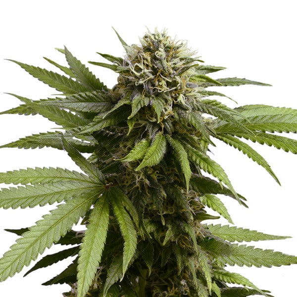 Royal Queen Seeds Apple Fritter