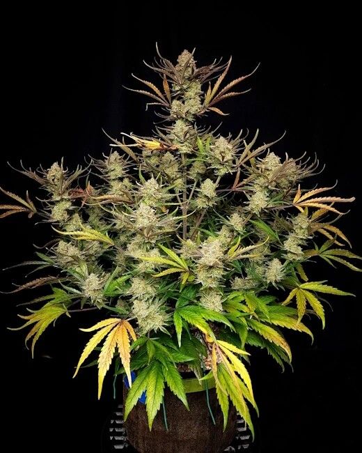 Apple Strudel Auto Feminised Seeds