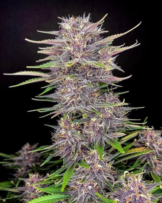 Banana Purple Punch Auto Feminised Seeds