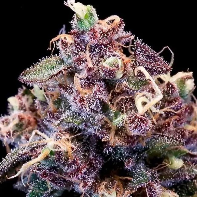 Berry Pie Fast Feminised Seeds