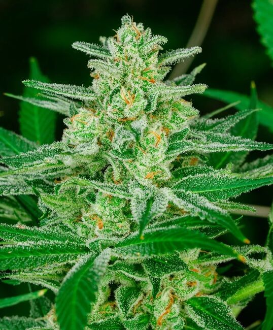 Blue Dream Auto Feminised Seeds