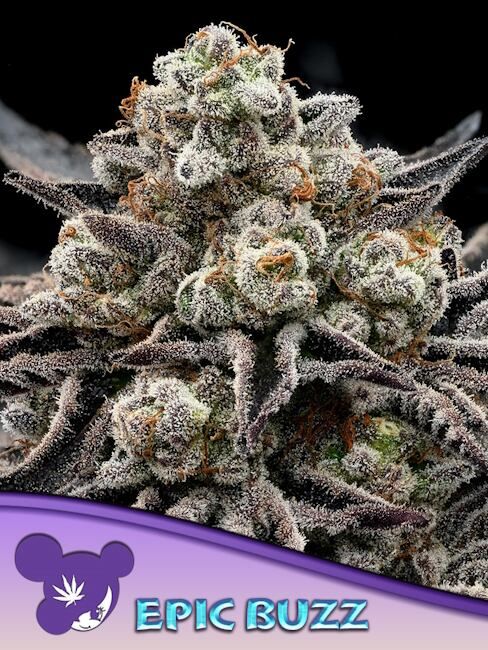 Epic Buzz Feminised Seeds