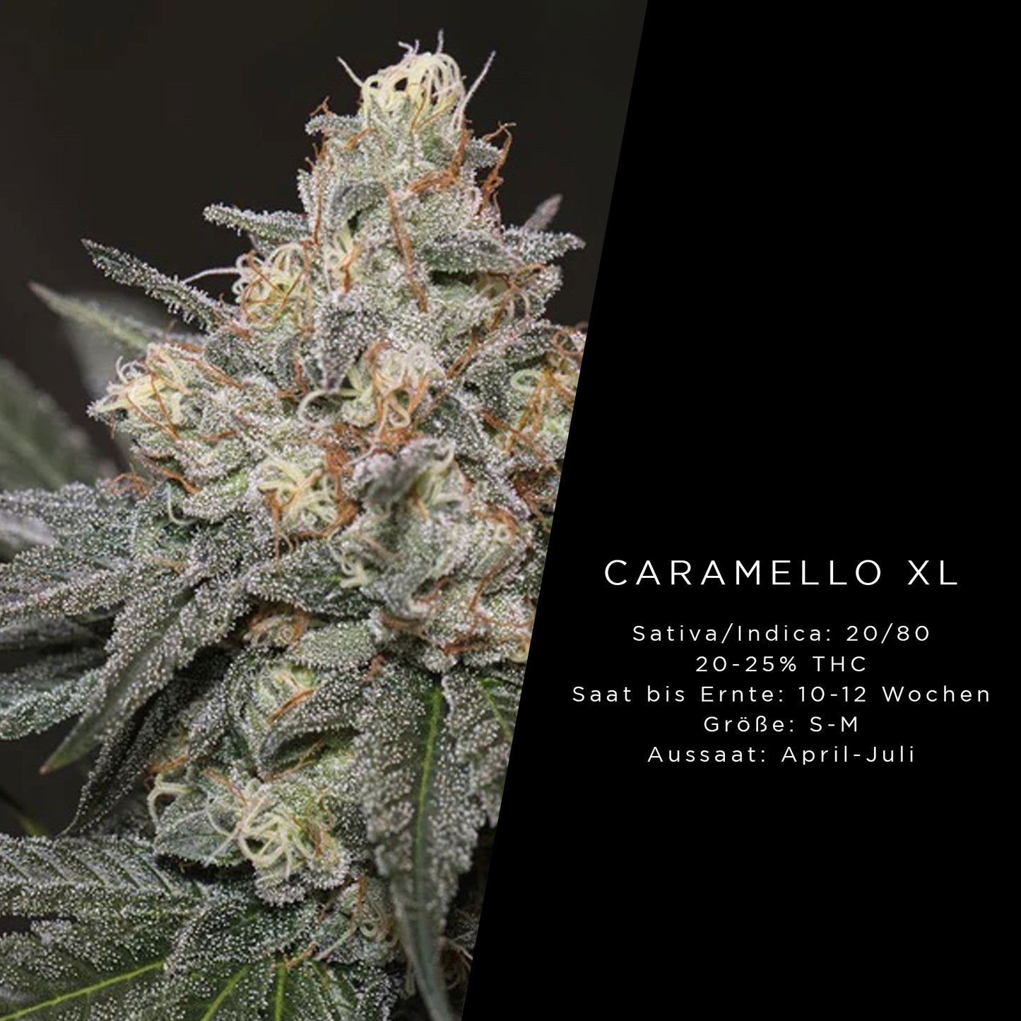 Holy Hemp Caramello XL