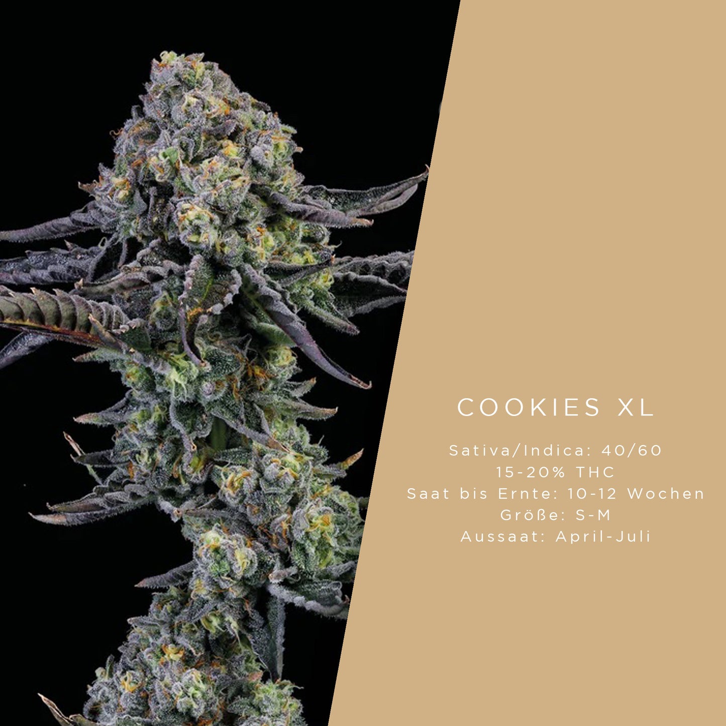 Holy Hemp Cookies XL