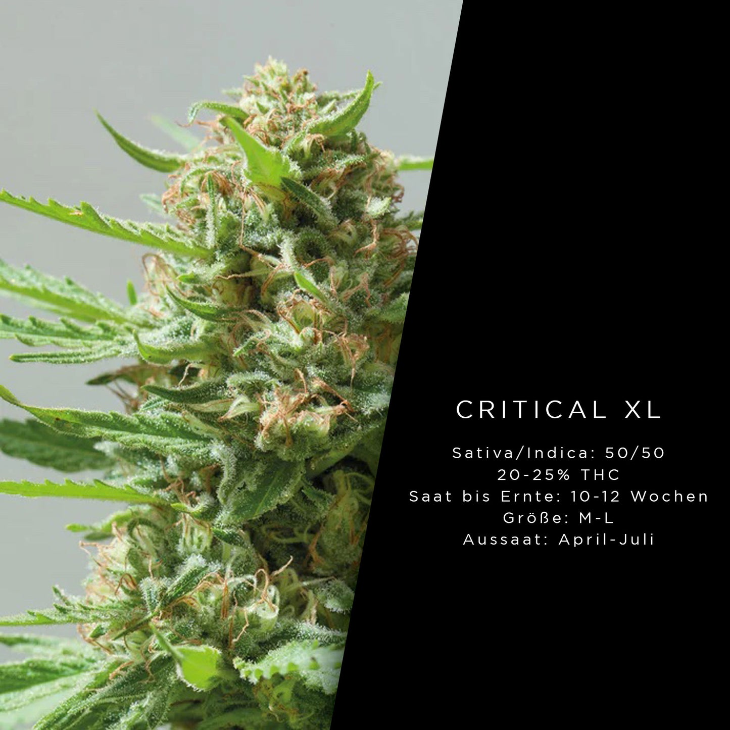 Holy Hemp Critical XXL