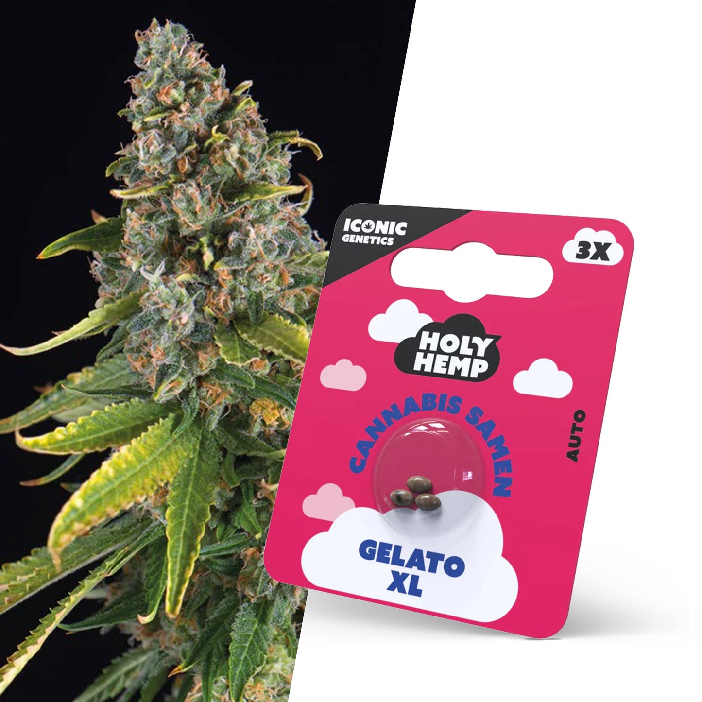 Holy Hemp Gelato XL