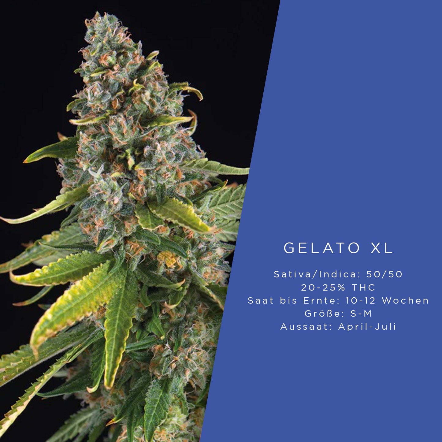 Holy Hemp Gelato XL