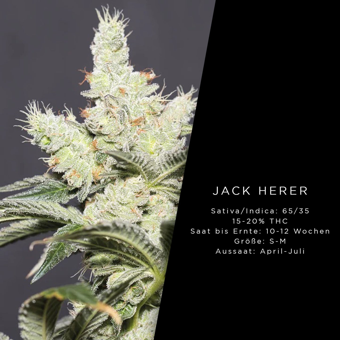 Holy Hemp Jack Herer