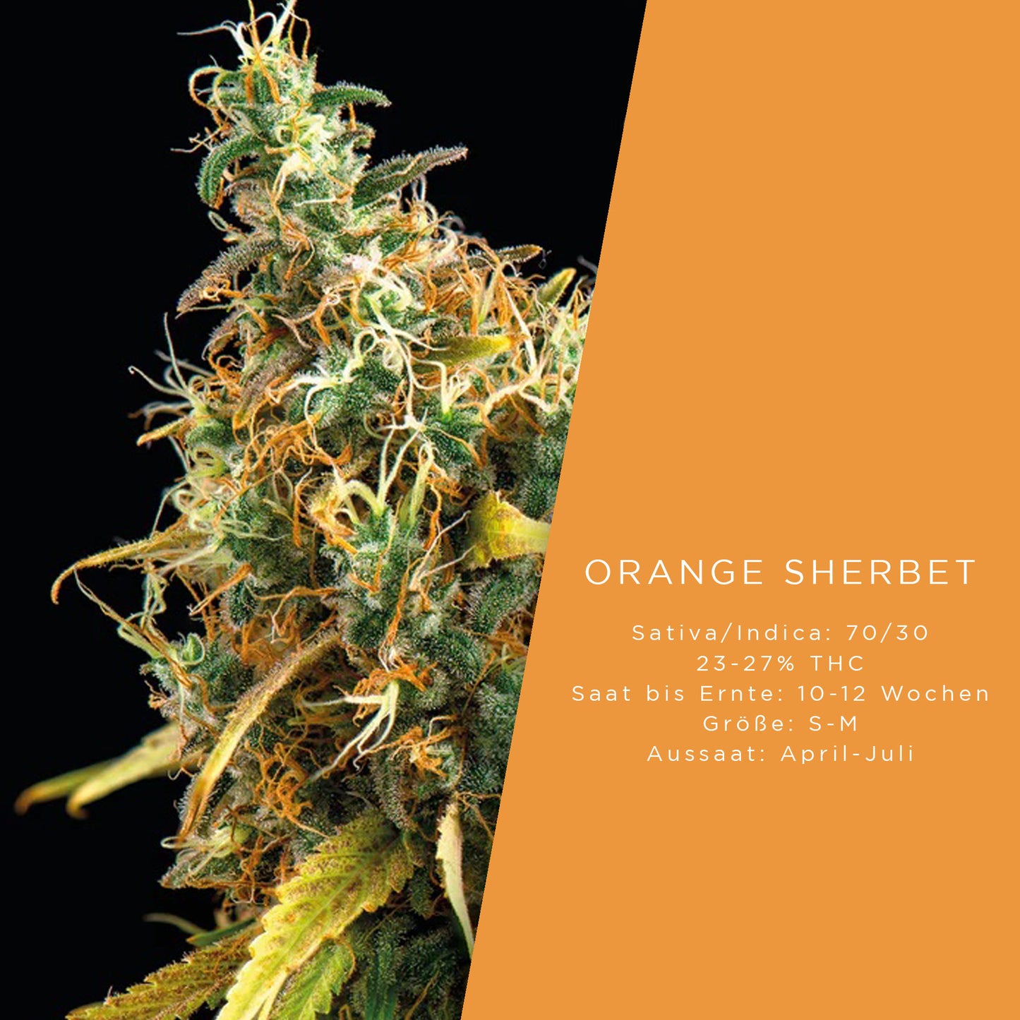 Holy Hemp Orange Sherbet