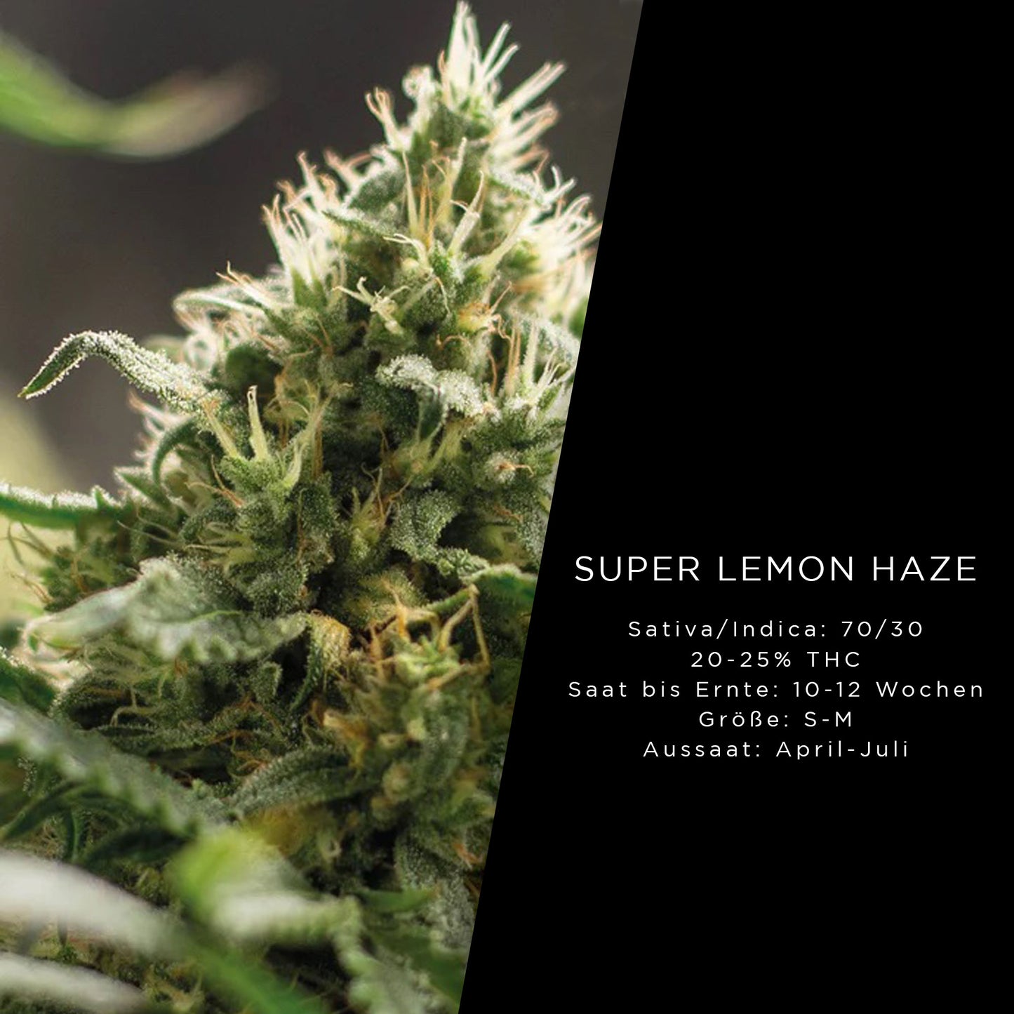 Holy Hemp Super Lemon Haze