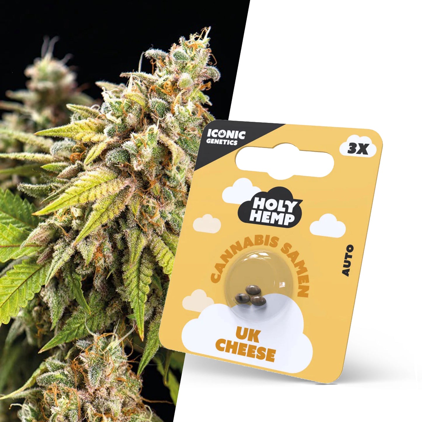 Holy Hemp UK Cheese