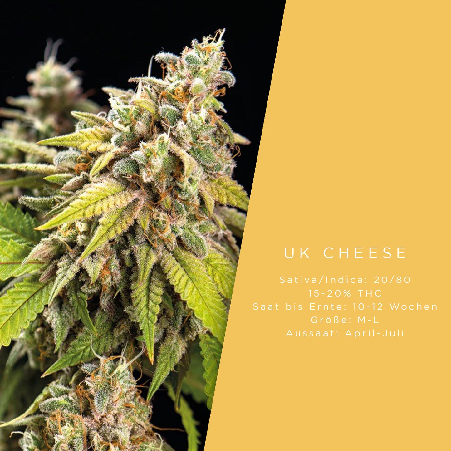 Holy Hemp UK Cheese