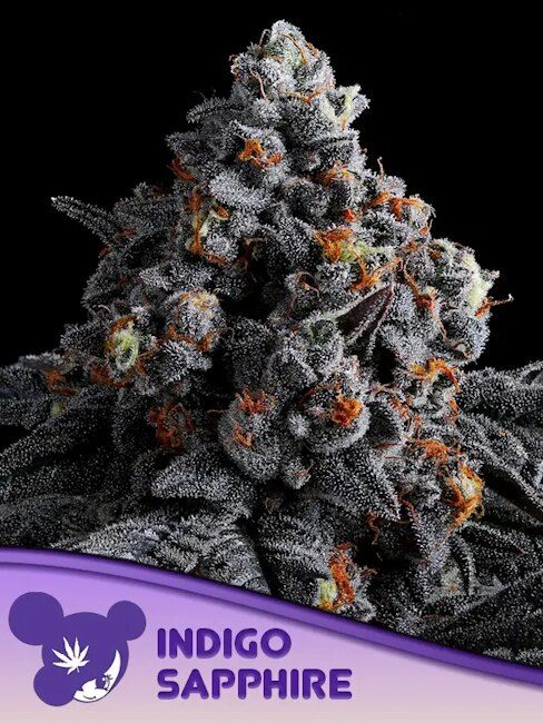 Indigo Sapphire Feminised Seeds