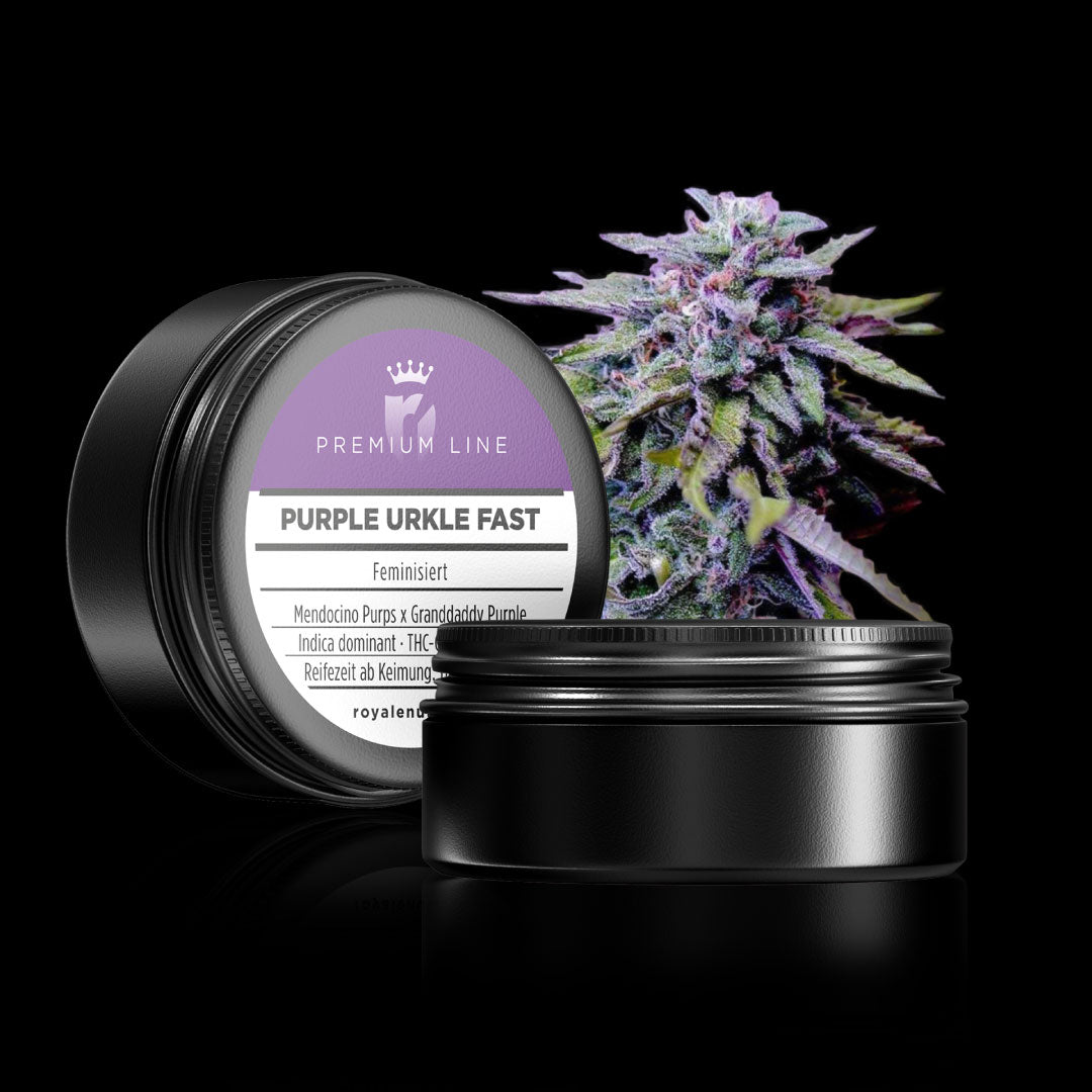 PREMIUM LINE Purple Urkle