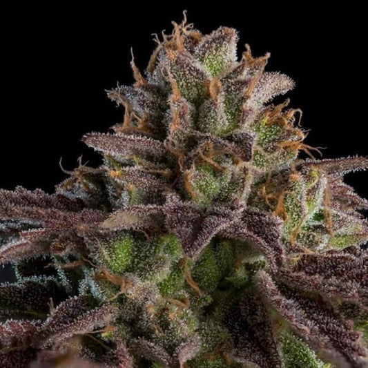 KmintZ Feminised Seeds
