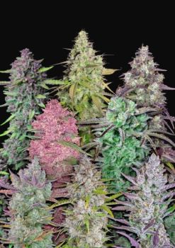 Fastbuds Mixed Pack Auto Feminised Seeds