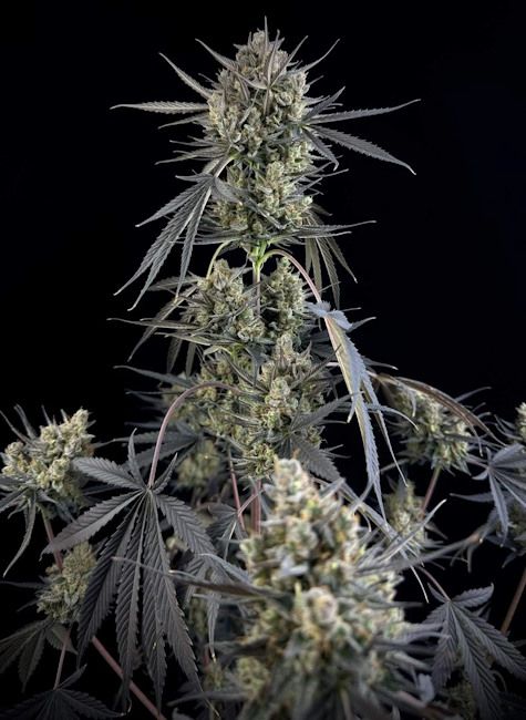 Pound Cake Auto Feminised Seeds