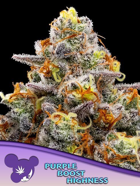 Purple Boost Highness Feminised Seeds