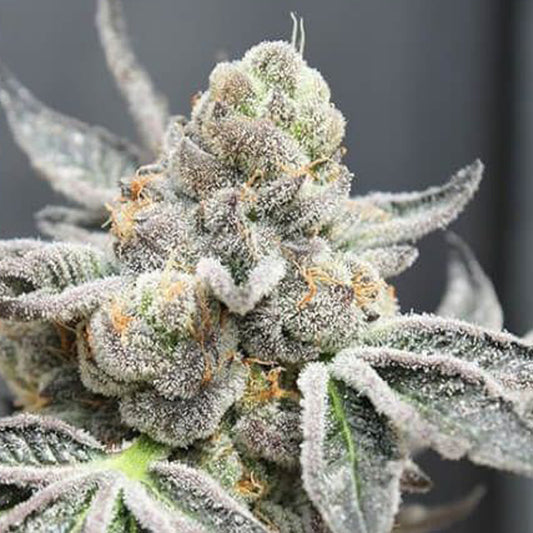 Radical Juice Auto Feminised Seeds
