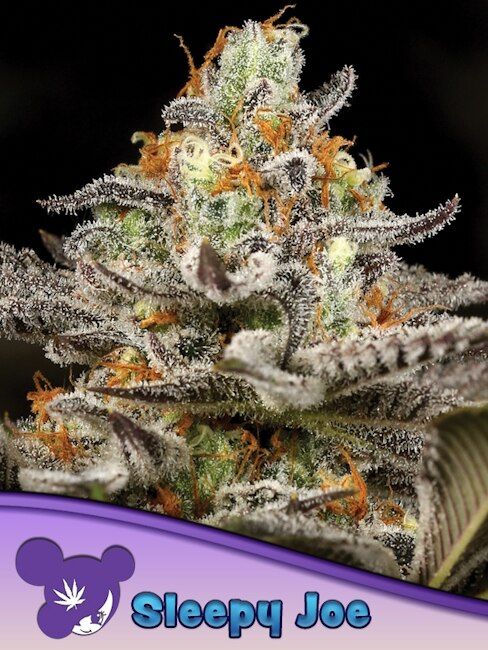 Sleepy Joe Feminised Seeds