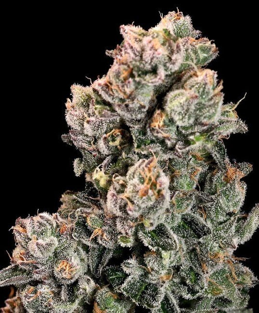 Slurpicane Fast Feminised Seeds