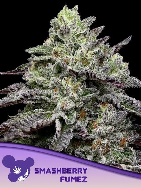 Smashberry Fumez Feminised Seeds