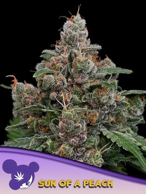 Sun of a Peach Feminised Seeds