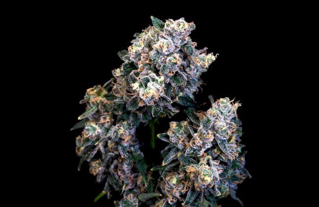 Super Sour Runtz Feminised Seeds