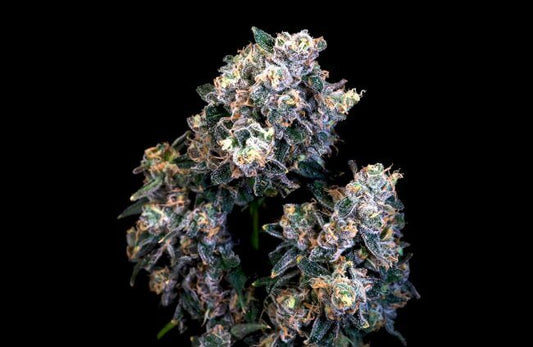 Super Sour Runtz Feminised Seeds