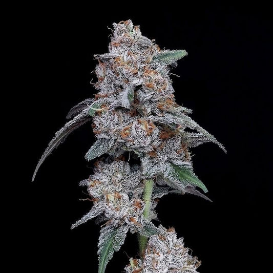 The Bic Mac Auto Feminised Seeds