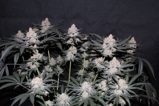 Tropicana Cookies Fast Feminised Seeds