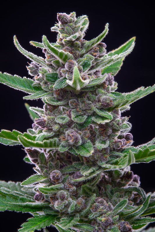 Tropicana Cookies Auto Feminised Seeds