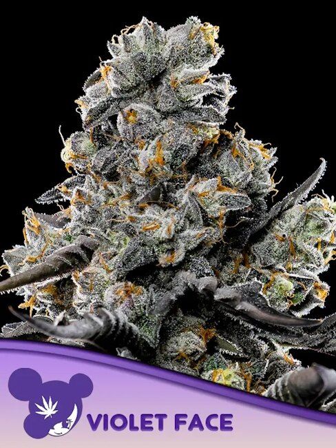 Violet Face Feminised Seeds