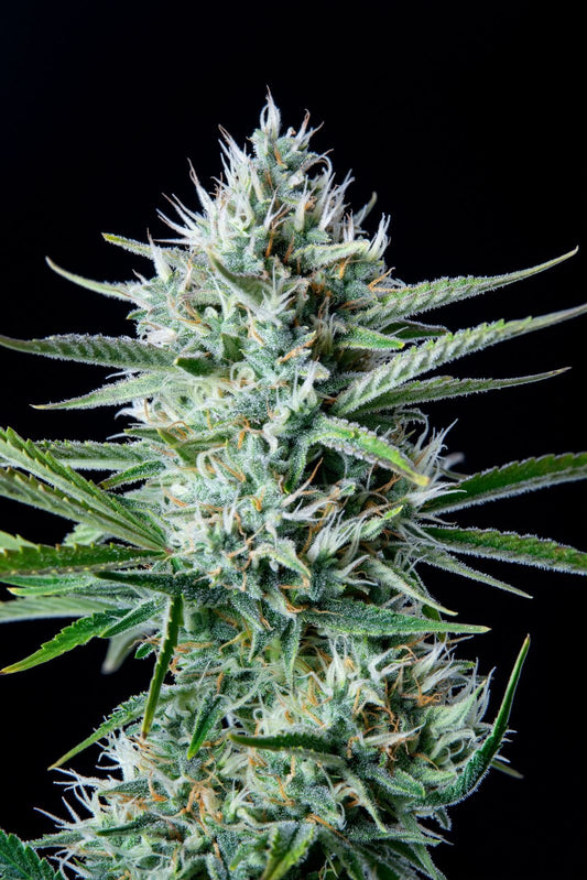 Original White Widow Auto Feminised Seeds