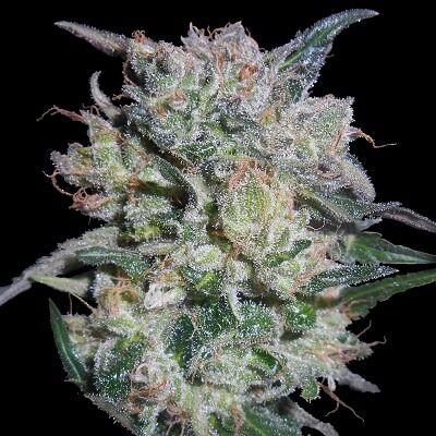 Zamaldelica x Kali China Feminised Seeds