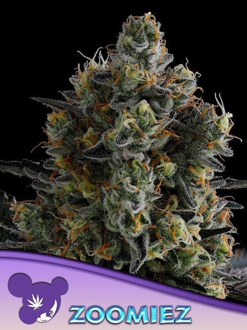 Zoomiez Feminised Seeds