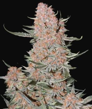 Ztrawberriez Auto Feminised Seeds